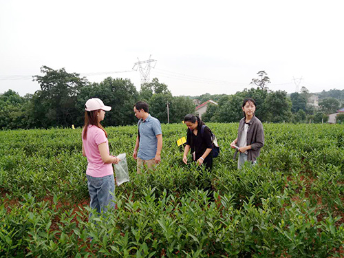 長沙云游茶業有限公司,湖南綠茶,紅茶價格,長沙毛尖批發,云游陶餈禮盒,云游茶業