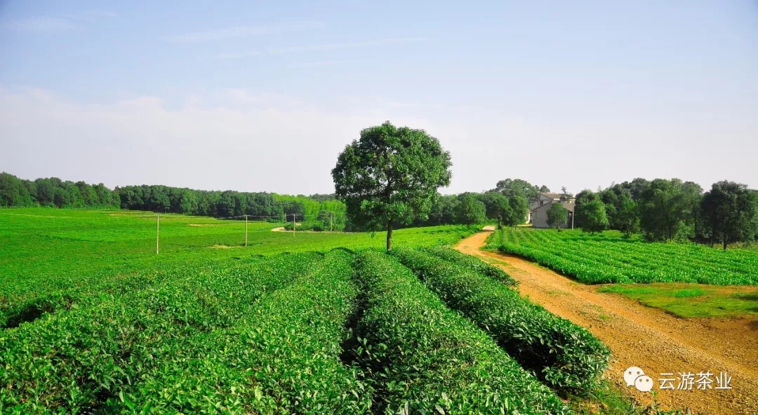 長(zhǎng)沙云游茶業(yè)有限公司,湖南綠茶,紅茶價(jià)格,長(zhǎng)沙毛尖批發(fā),云游陶餈禮盒,云游茶業(yè)